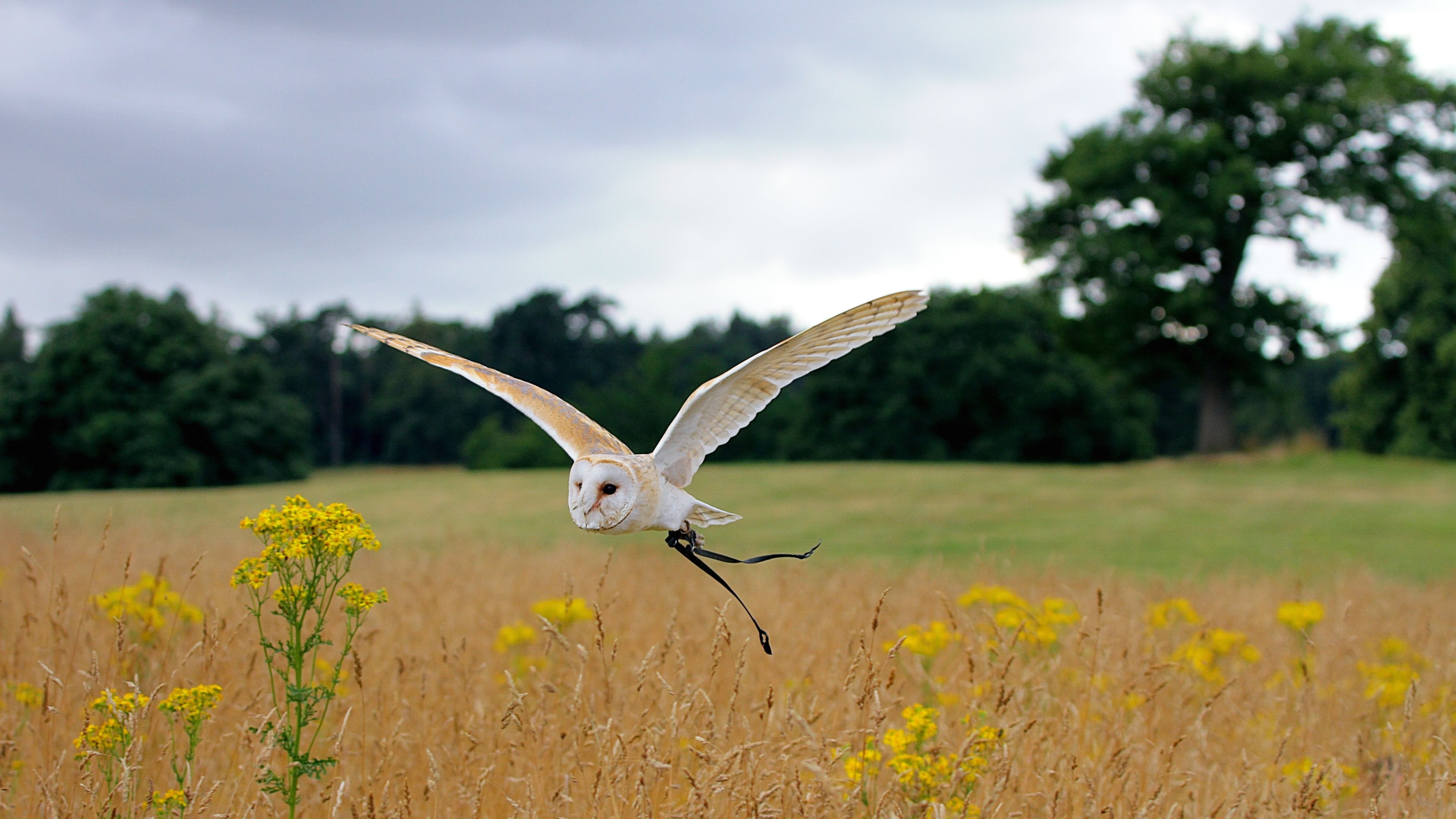 Wallpaper Owl, flight, meadows, cute animals, Animals